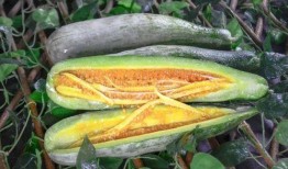 网红吃瓜视频都叫什么,揭秘娱乐圈幕后风云